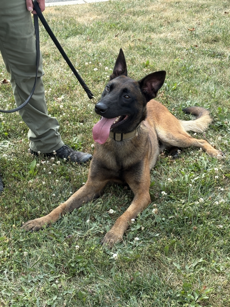 Local K9 Units at Pavilion Pawty